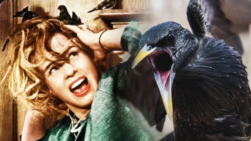 Horor vs. realita: Hitchcockovy Ptáky inspiroval útok v Kalifornii. Vědci zjistili jeho důvody po 50 letech