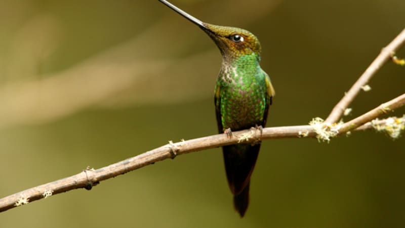 Miloučcí kolibříci? Samci probodávají konkurentům střeva zobákem