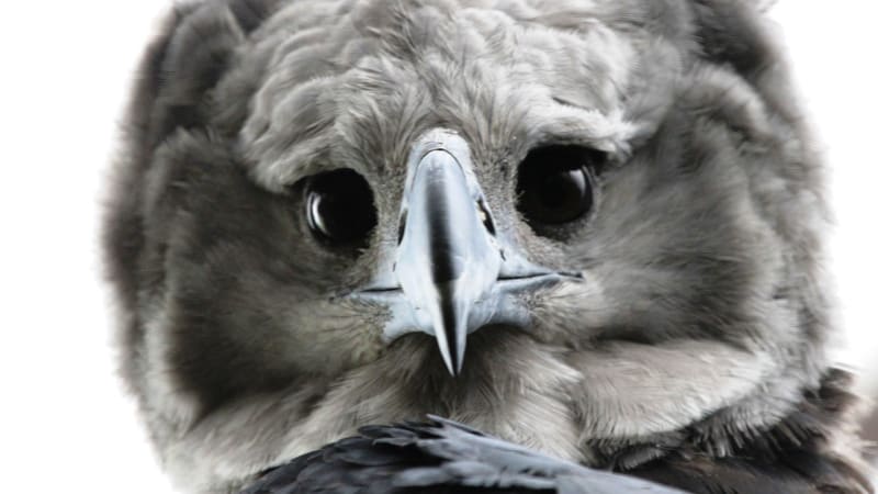 Opravdové harpyje: mýtičtí ptáci opravdu existují