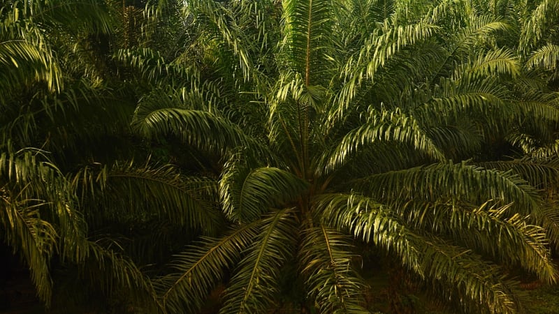 Olejnice guinejská - matka palmového oleje