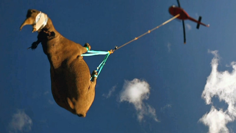 Létající nosorožci: tohle není mučení, ale pokus o záchranu