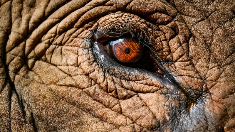 Nejlepší fotografie slonů: Perspektiva je ukazuje z nečekaných úhlů