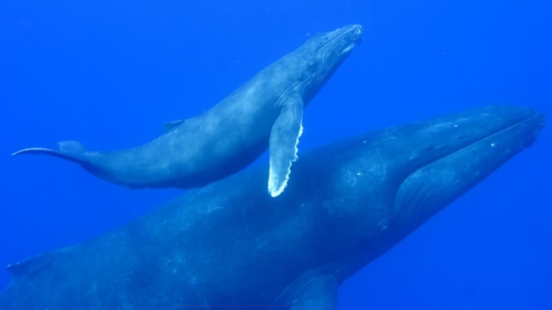 Nejchytřejší velryby světa umírají hlady. Vymřou?