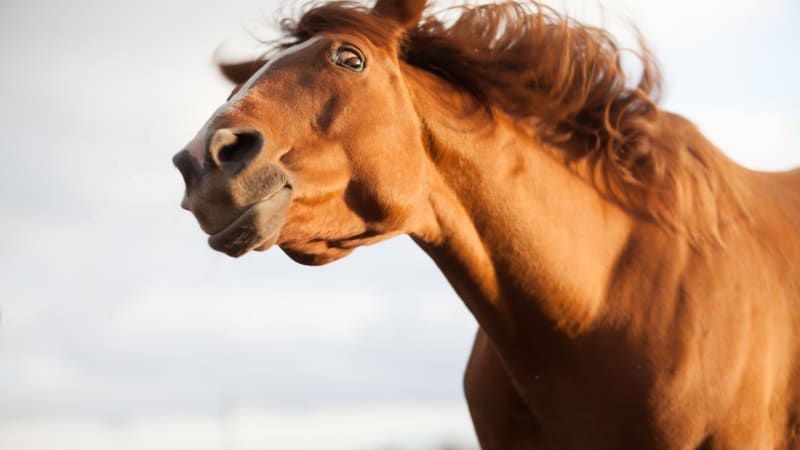 Může kůň zvracet v barvách francouzské trikolóry? Věda má jasno