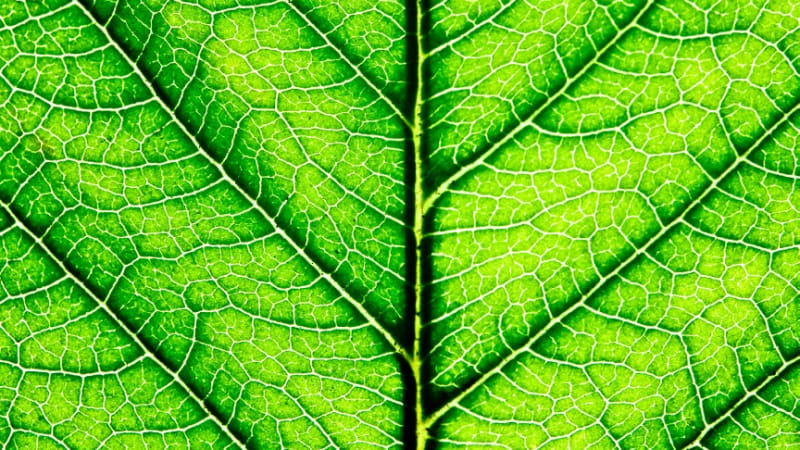Vědci dokázali spustit umělou fotosyntézu! Vyřeší to problém globálního oteplování?