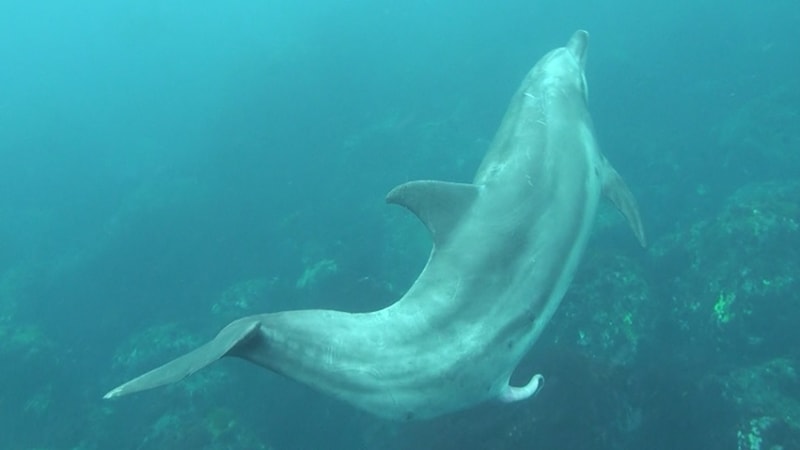 VIDEO: Delfíni mají vlhké sny. Vědci to poprvé nafilmovali