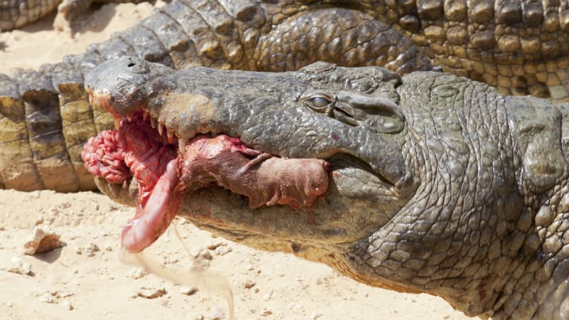 Krokodýl je zákeřný a vypočítavý zabiják. Podívejte se, jak si počká na hroší mládě