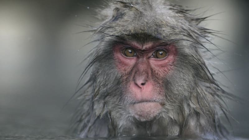 Opice se chovají jako mafiáni: vydírají, mučí, ponižují a mstí se na slabších