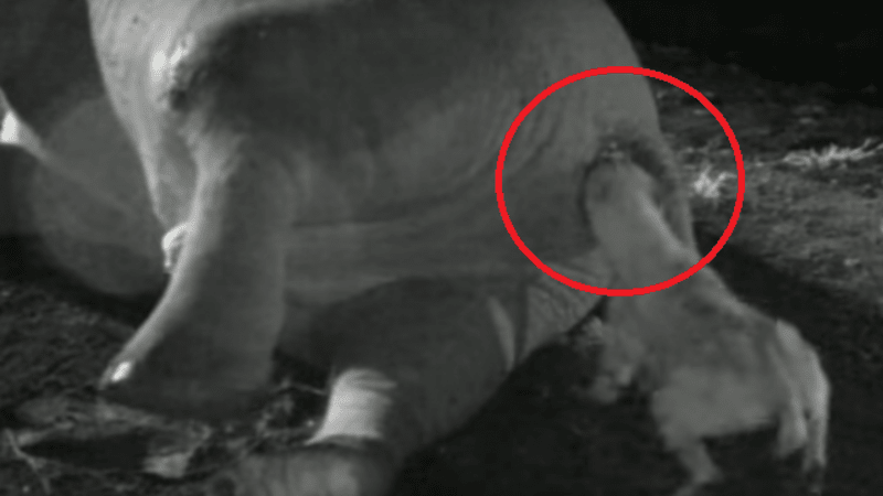 VIDEO: Hyena se pokusila sežrat slona přes zadek – ale stalo se něco, co nečekala...