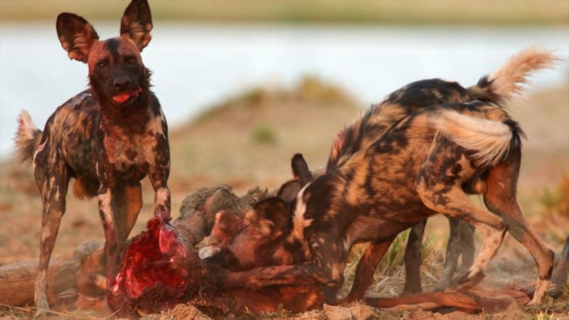 National Geographic natočil kontroverzní video: psi roztrhali březí antilopu
