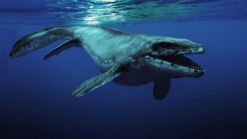 Tyranosaurus oceánů: obří pravěký dravec polykal žraloky v celku