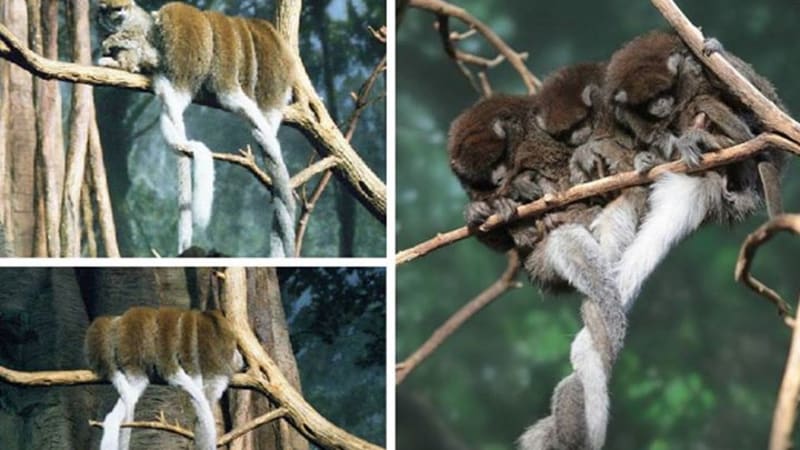 Nejkrásnější spánek v říši zvířat: spojené ocasy opic z Bolívie