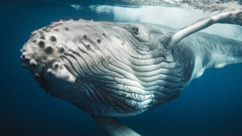 Prastarý Bůh smrti: Čtyřnohý předek velryb vypadal jako masivní šakal