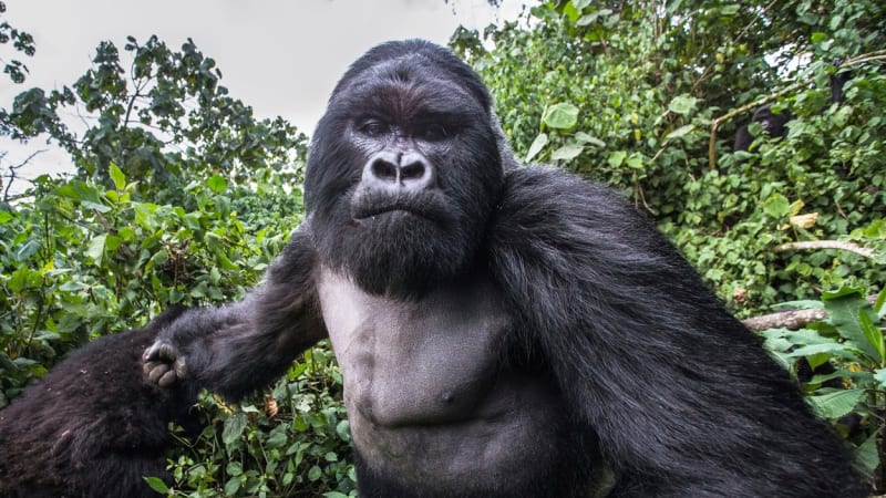 Tváří v tvář rozlobené gorile