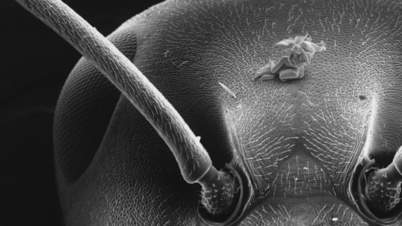 Nejmenší sochy světa: nahotinky velké jako spermie
