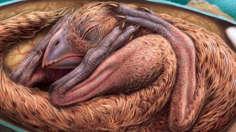 Unikátně zachovalé dinosauří embryo leželo 10 let v laboratoři. Prohlédněte si krásného oviraptorosaura