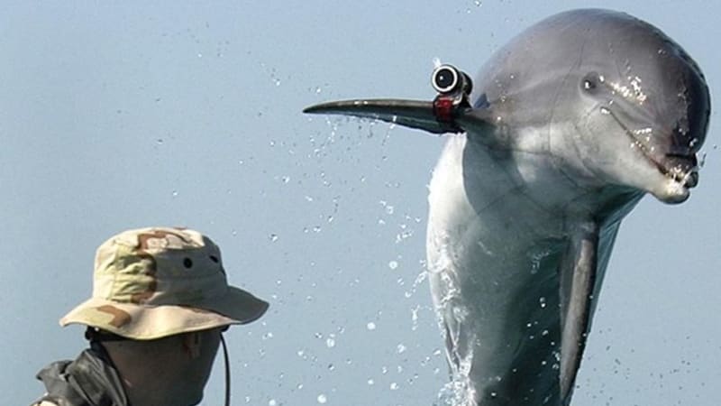 Delfíni v armádě: kdo a proč je ještě používá