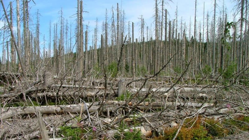 Klima způsobí lesní kalamity. Přibude připoutaných ochránců přírody?