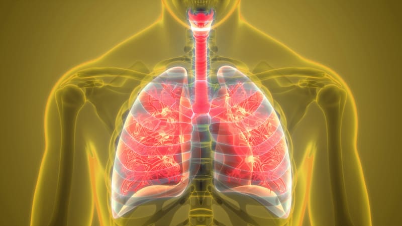 Jak zabíjí tuberkulóza: Zákeřná nemoc pošle na plíce toxický imunitní systém