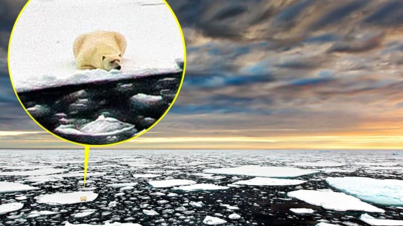 Ledním medvědům mizí svět pod nohama