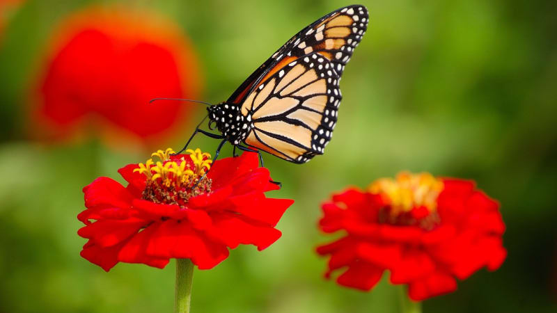 Stěhovaví motýli za rok urazí 7000 kilometrů, do cíle dorazí až pátá generace