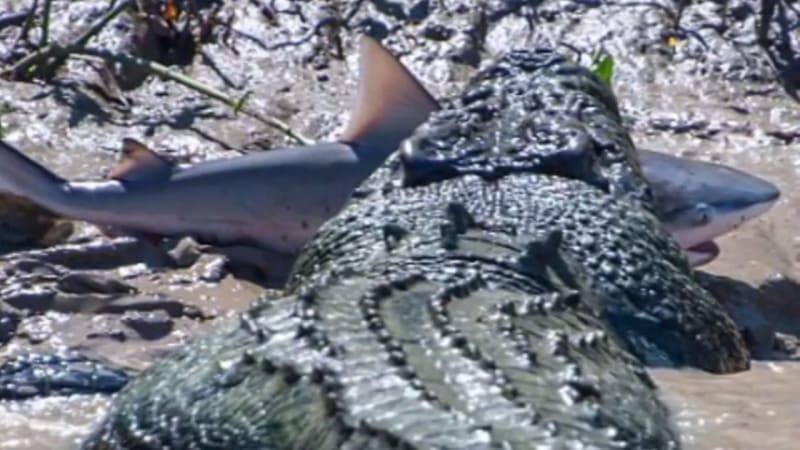 Žralok proti krokodýlovi! Neobvyklý souboj se odehrál v Austrálii