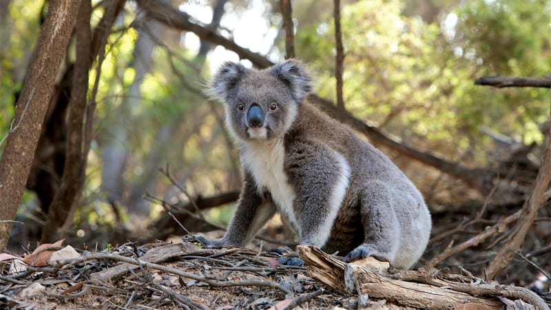 Zůstanou koaly mezi živými? Australské požáry jim otevřely cestu k vyhynutí 