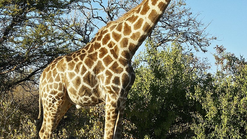 Žirafa jižní (Giraffa giraffa)
