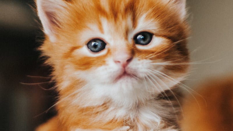 Slavné kotě se čtyřma ušima je genetickou raritou. Na bříšku má další zvláštnost