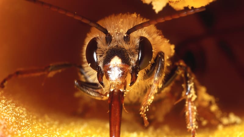 Jediná včela dokáže vytvořit stovky milionů svých klonů. Bohužel to může vést ke katastrofě