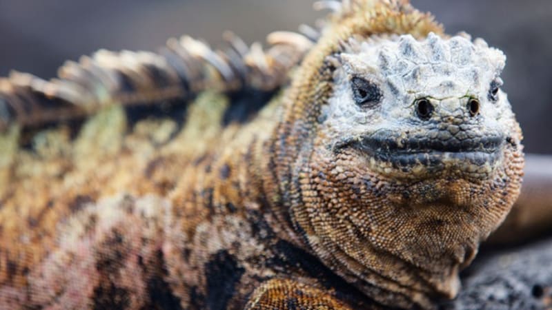 Přežijí Galapágy 21. století? Kdy zanikne ráj draků a obřích želv?