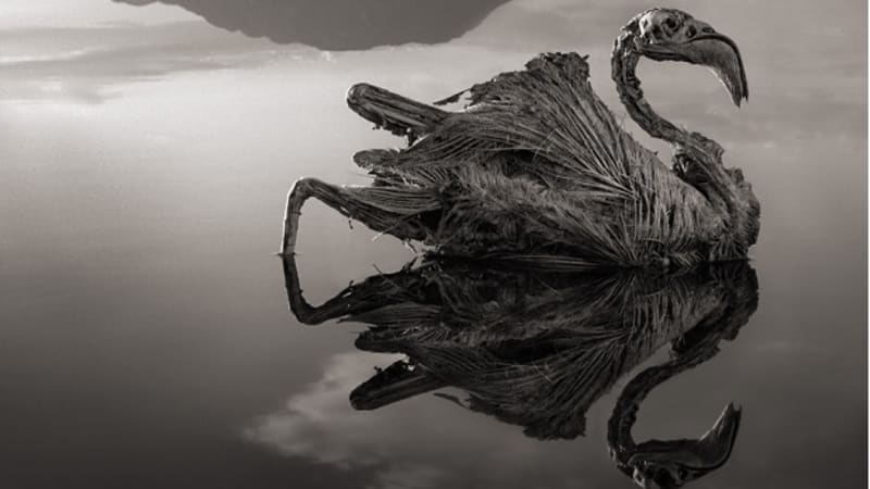 Jezero smrti: zvíře, které sem spadne, zkamení