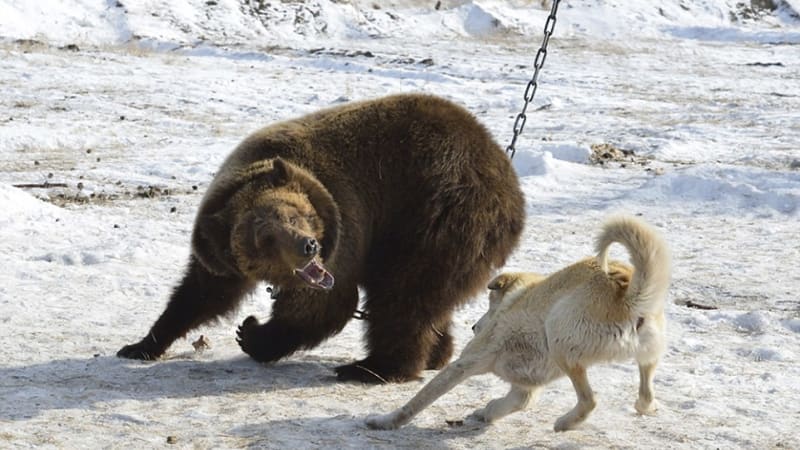 Ilegální trápení medvědů v Rusku