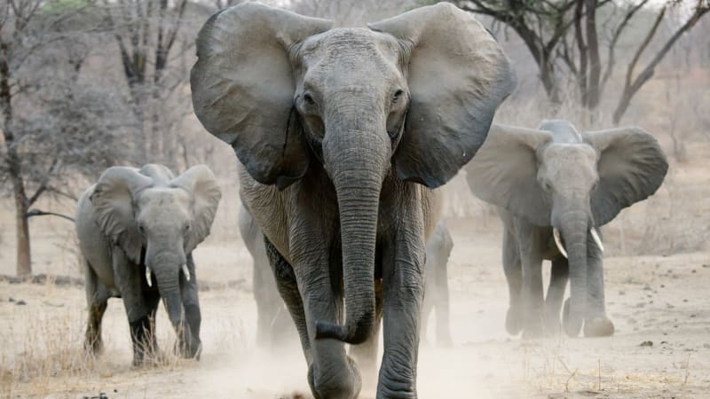 Venatio, nejtvrdší sport všech dob, hráli lidé proti slonům. Kdo prohrál, zemřel