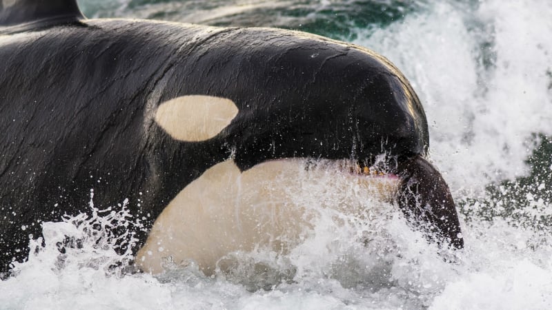 Kosatky uhnaly k smrti a sežraly největšího tvora světa. Vědci útok poprvé natočili