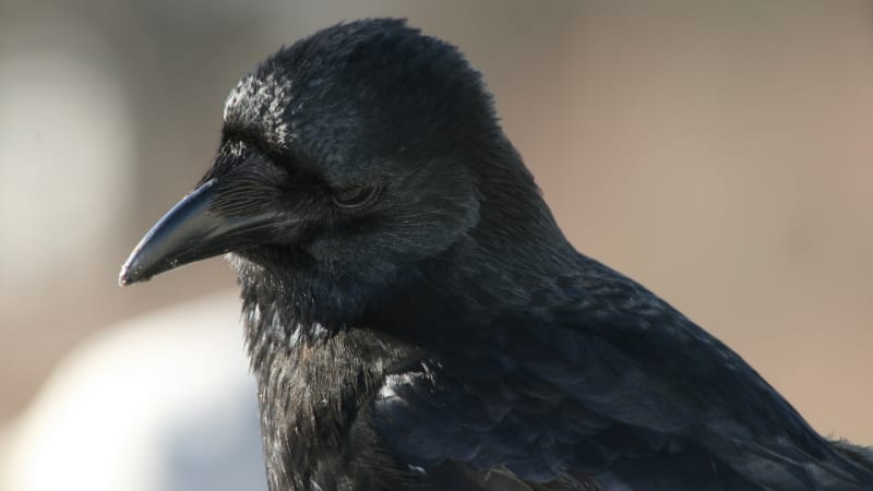 Vrána černá