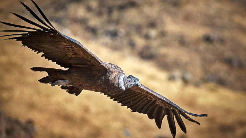 Jak daleko doletí pták bez mávnutí křídly? Vědci změřili u kondora nový rekord