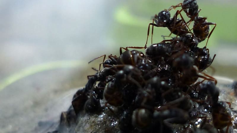 Mravenci staví vory z vlastních těl. Děti jsou úplně dole...