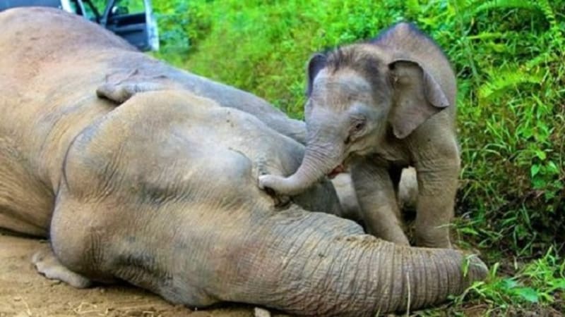 Modlitba za slony: Jejich vraždění stále pokračuje