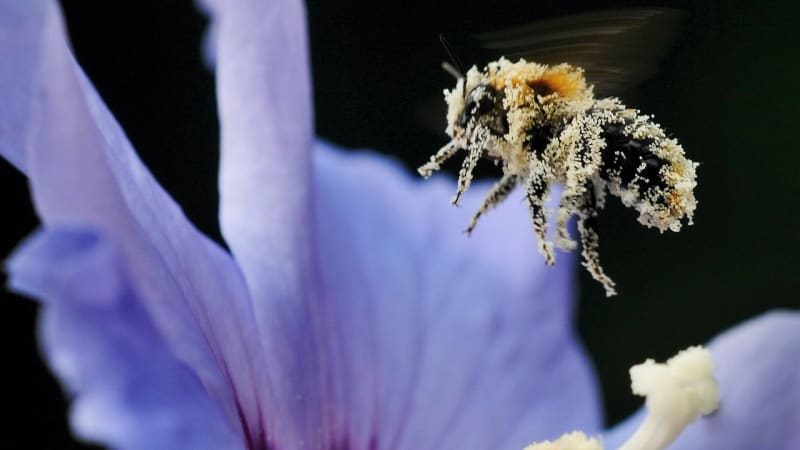 V USA vymírají včely takovým tempem, že lidem hrozí nedostatek potravy!