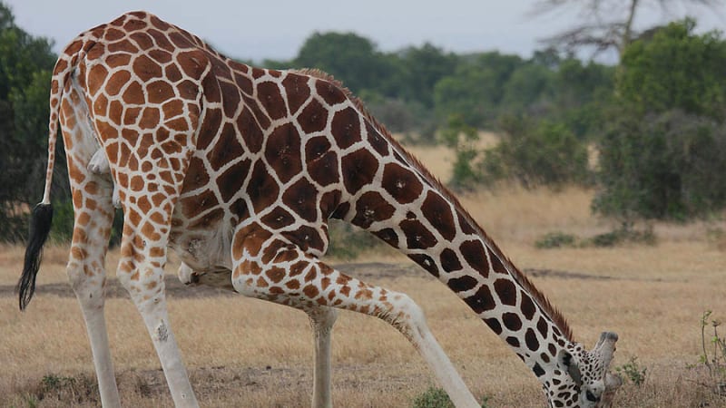 Žirafa síťovaná (Giraffa reticulata)