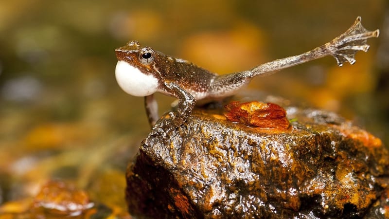 Objev indických "pidi žab" vědce dost zaskočil. Víme proč