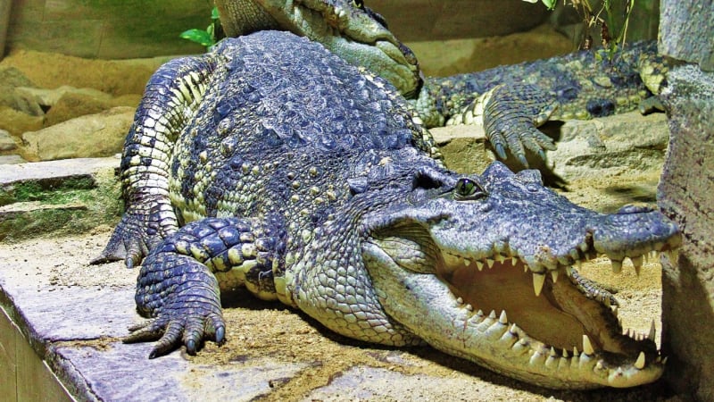 Krokodýli v Protivíně