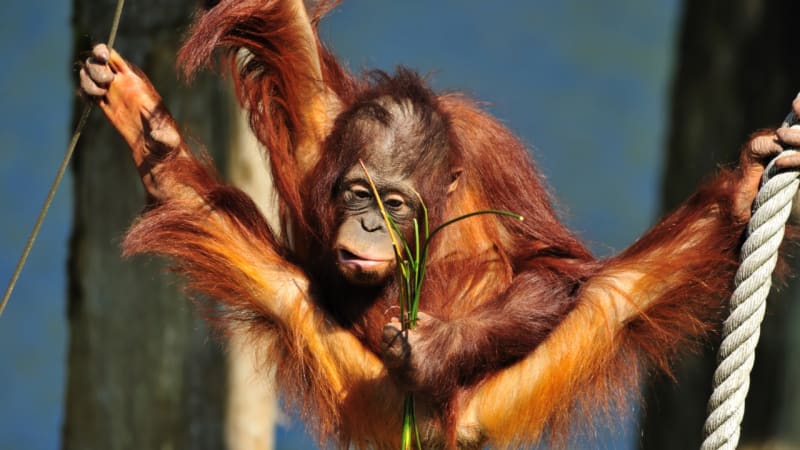 Orangutaní mláďata