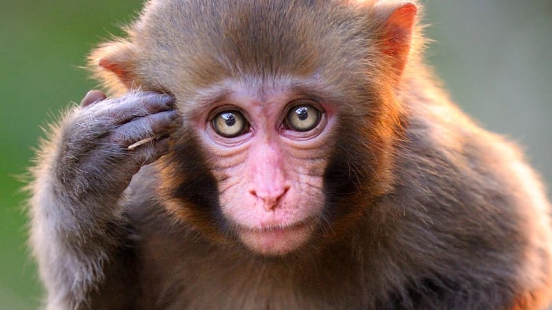 Dobrodinec zachránil umírající opici masáží srdce a vše natočil. Sám sebe při tom ohrozil