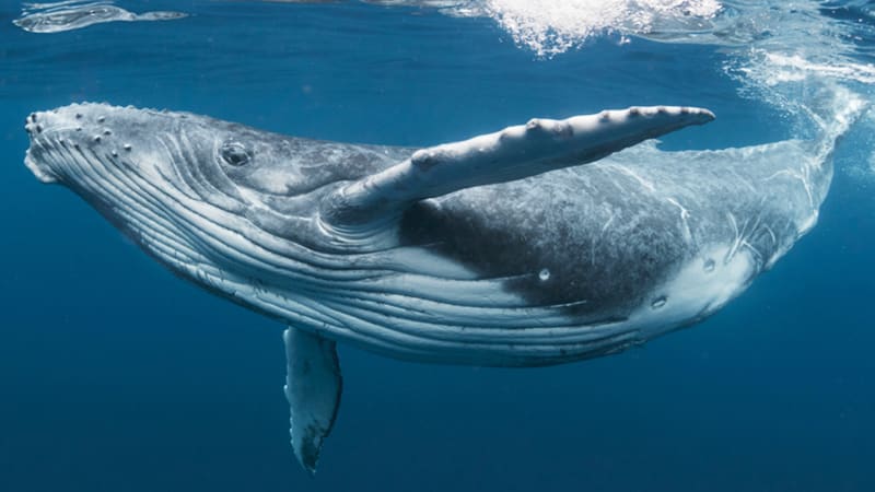 Předci velryb byli chlupatí a podobali se kozám. Jejich potomci dnes vládnou mořím