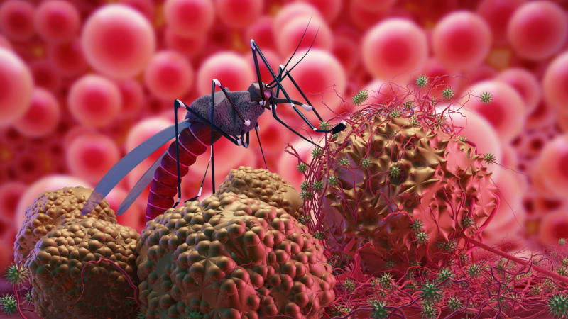 Největší epidemie všech dob #2: Horečkou dengue se mohlo nakazit až půl miliardy lidí