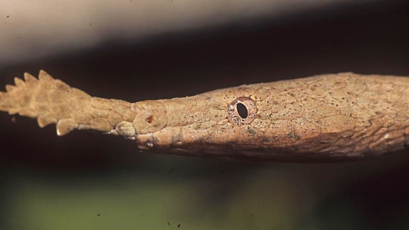 Langaha listonosá - bizarní hadí krasavice z Madagaskaru