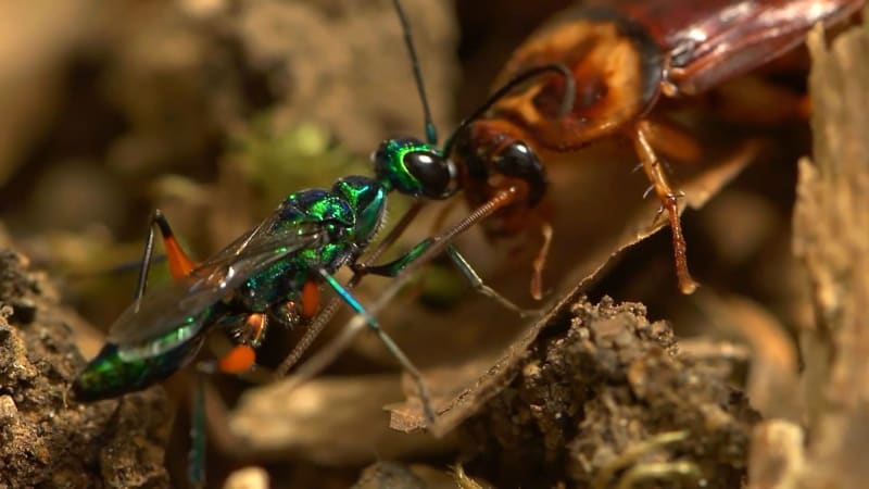 Drsná parazitická vosička zazdí švába a udělá z něj živou spižírnu