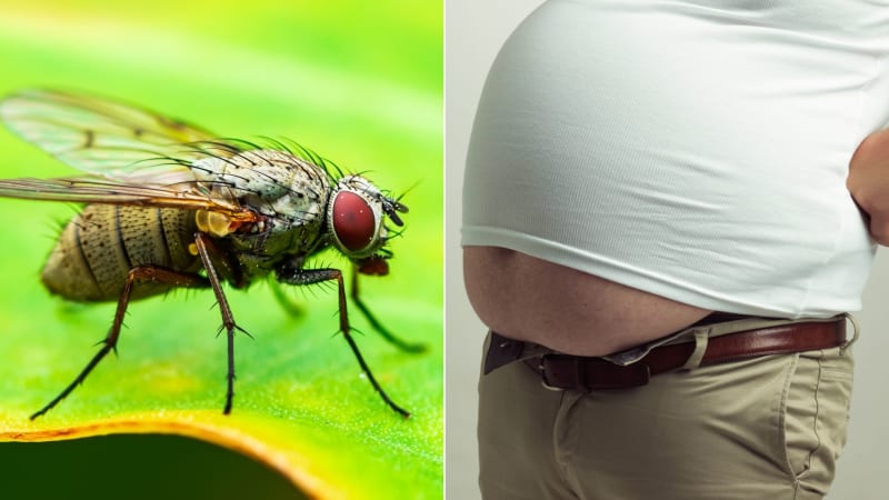 Jak je možné, že hmyz nemůže ztloustnout? Odpověď vysvětluje, proč tolik lidí trpí nadváhou
